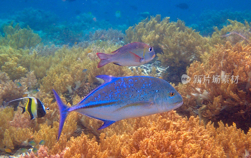 蓝鳍金枪鱼(Caranx melampygus)和摩尔海神鱼(Zanclus cornutus)